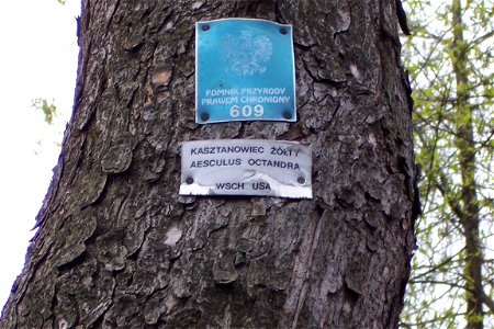 Yellow Buckeye growing in Lubań Śląski (artificially planted). Label in polish, translates to : Monument of Nature Protected by Law 609 photo