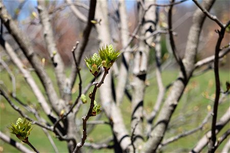 Chadwick Arboretum and Learning Gardens Arboretum North The Ohio State University Columbus, Ohio photo