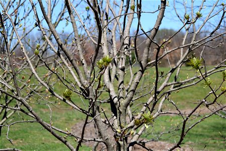 Chadwick Arboretum and Learning Gardens Arboretum North The Ohio State University Columbus, Ohio photo