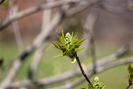 Chadwick Arboretum and Learning Gardens Arboretum North The Ohio State University Columbus, Ohio photo