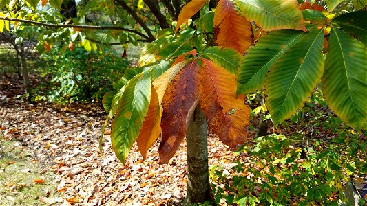 Chadwick Arboretum and Learning Gardens Arboretum North The Ohio State University Columbus, Ohio photo