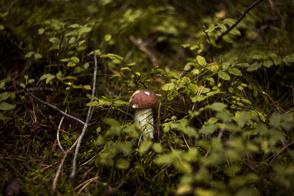 Autumn mushrooms red