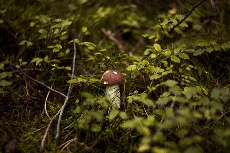 Autumn mushrooms red photo