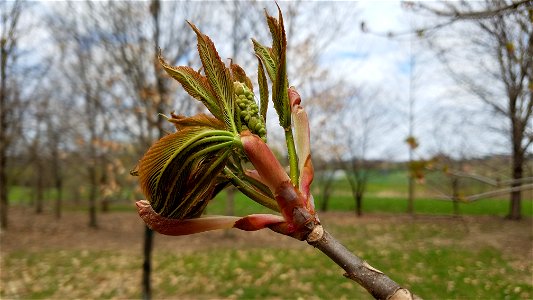 Chadwick Arboretum and Learning Gardens Arboretum North The Ohio State University Columbus, Ohio photo