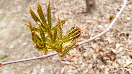 Chadwick Arboretum and Learning Gardens Arboretum North The Ohio State University Columbus, Ohio photo