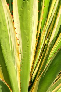 Liliaceae green pointed photo