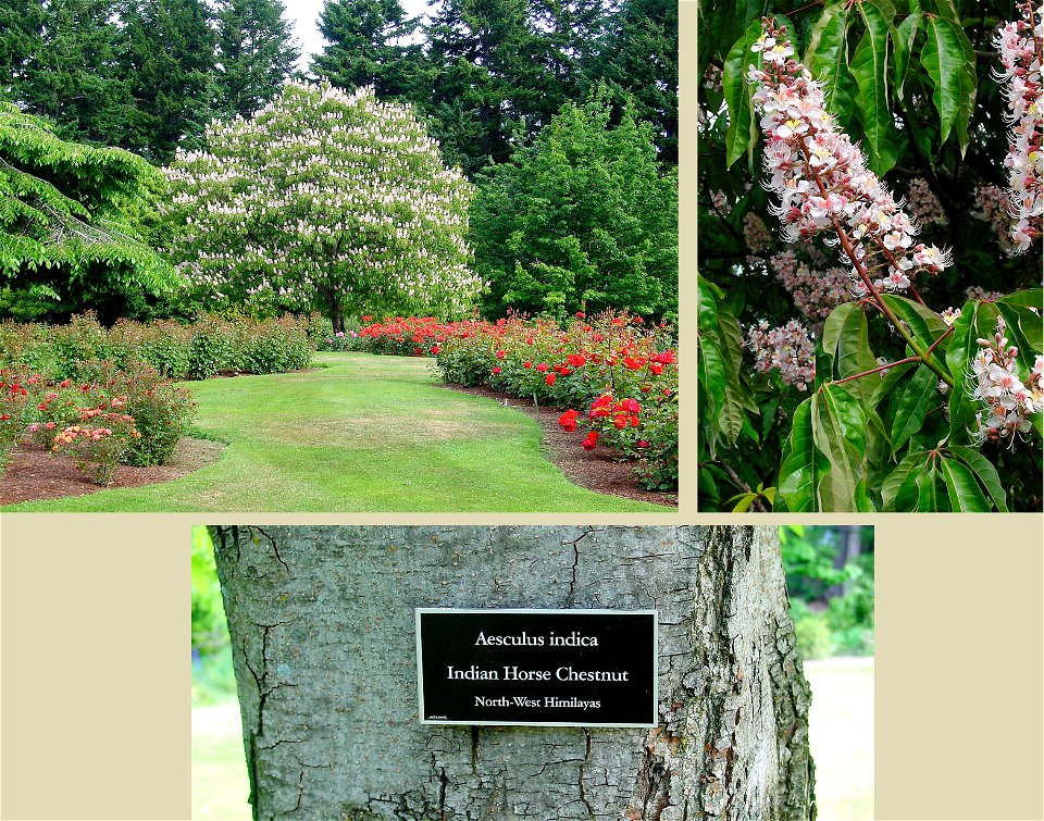Aesculus indica in in Queenstown Garden, New Zealand.


Camera location45° 02′ 19.52″ S, 168° 39′ 30.47″ E View this and other nearby images on: OpenStreetMap-45.038