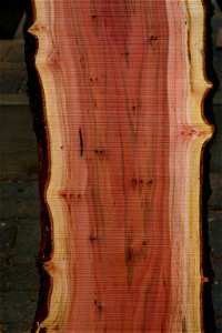 Plank of Searsia lancea (L.f.) F.A.Barkley - Gauteng, South Africa
