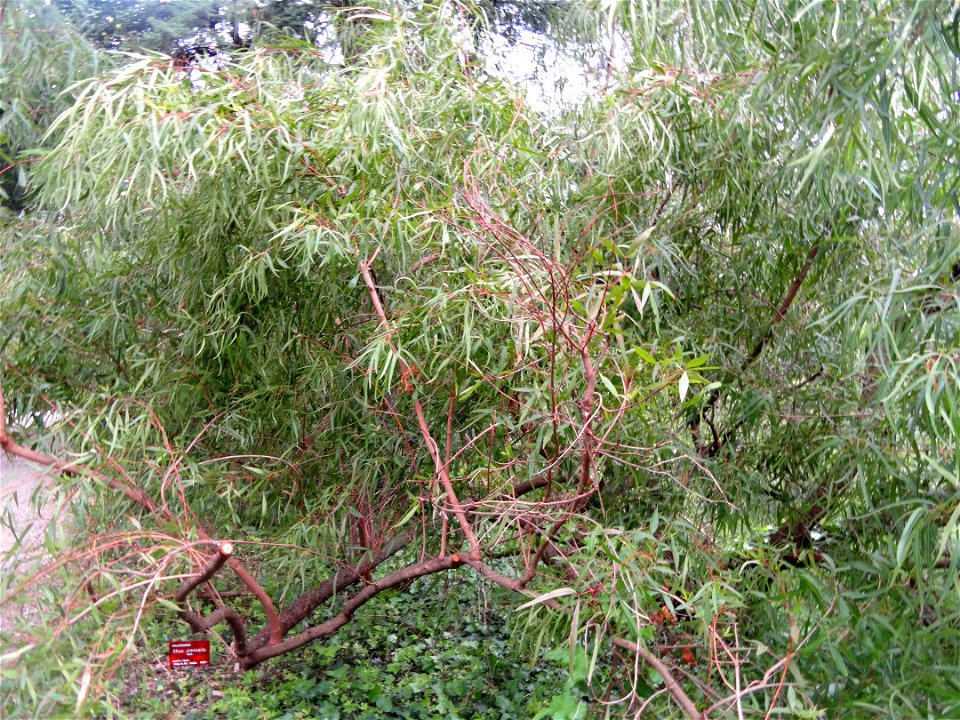 Rhus viminalis specimen in the Jardin botanique de la Villa Thuret, Antibes Juan-les-Pins, Alpes-Maritimes,France. photo