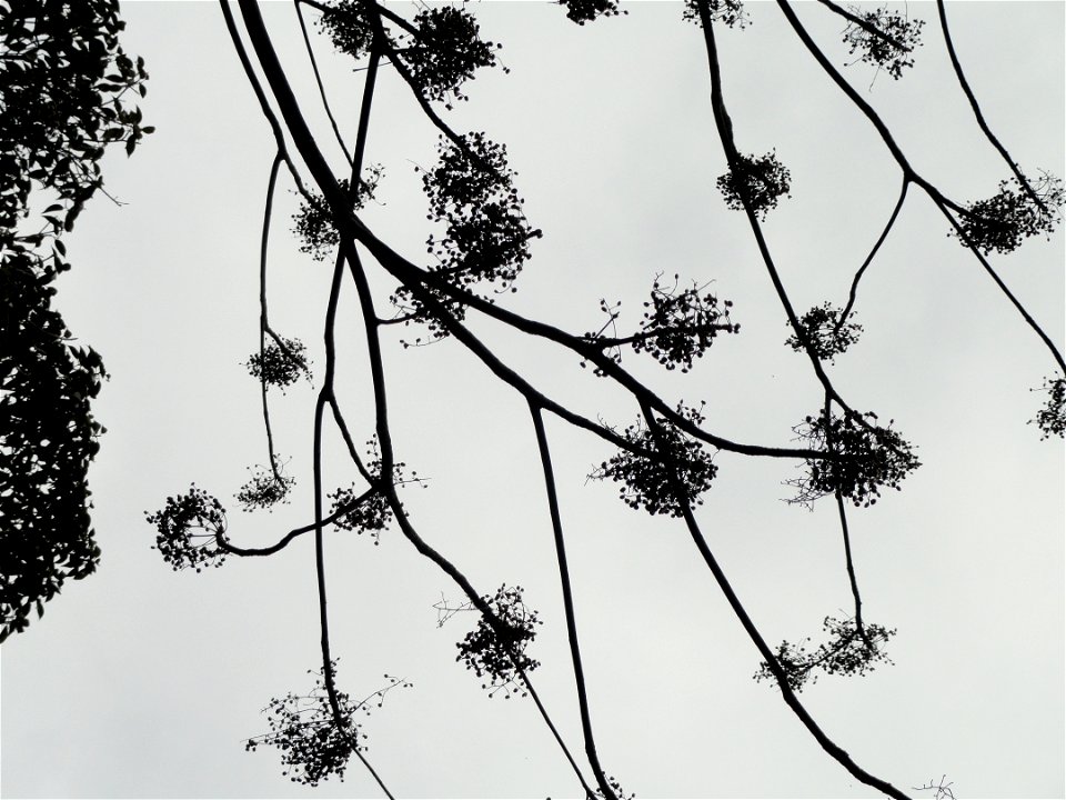 Botanical specimen in the Miyajima Natural Botanical Garden, Hatsukaichi, Hiroshima, Japan.