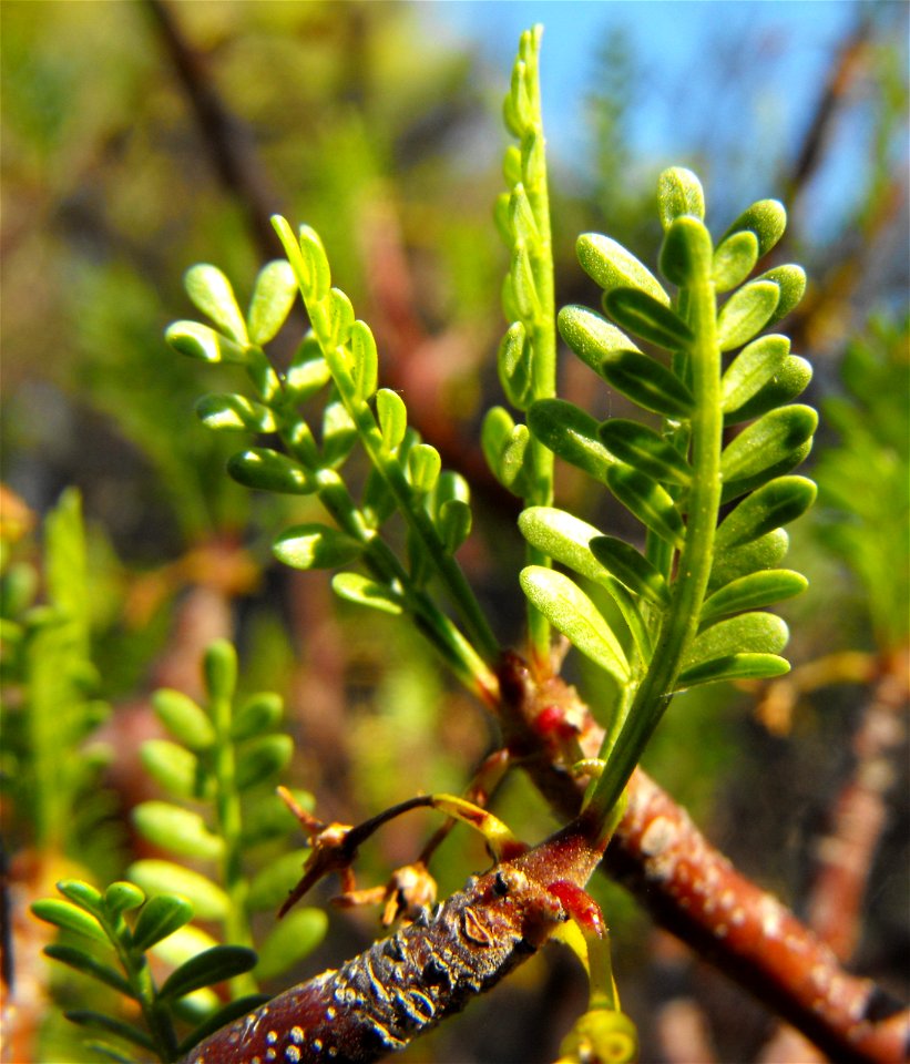 Bursera microphylla at the Palomar College Arboretum, San Marcos, California, USA. Identified by sign.