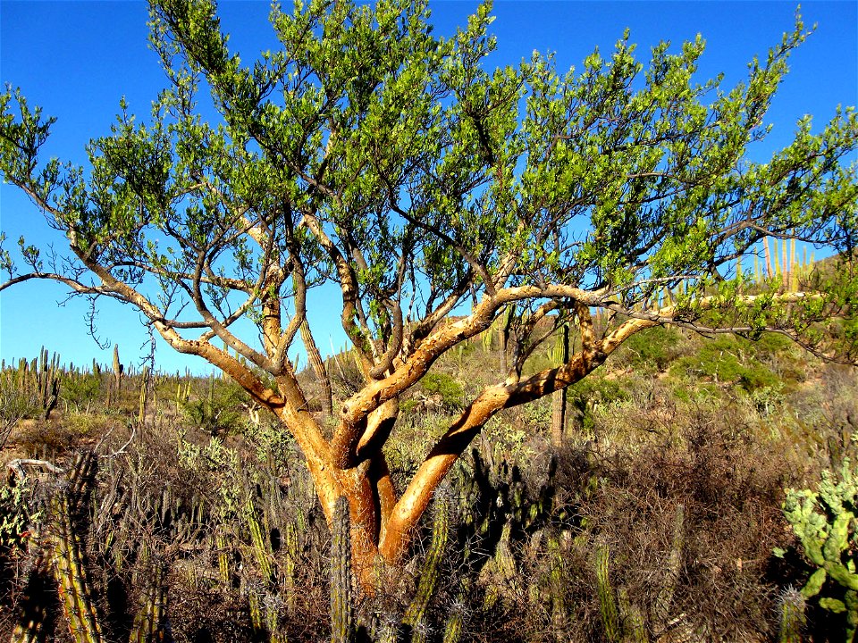 Bursera microphylla, Elephant Tree, photographed at Cerro Colorado in Baja California, Mexico