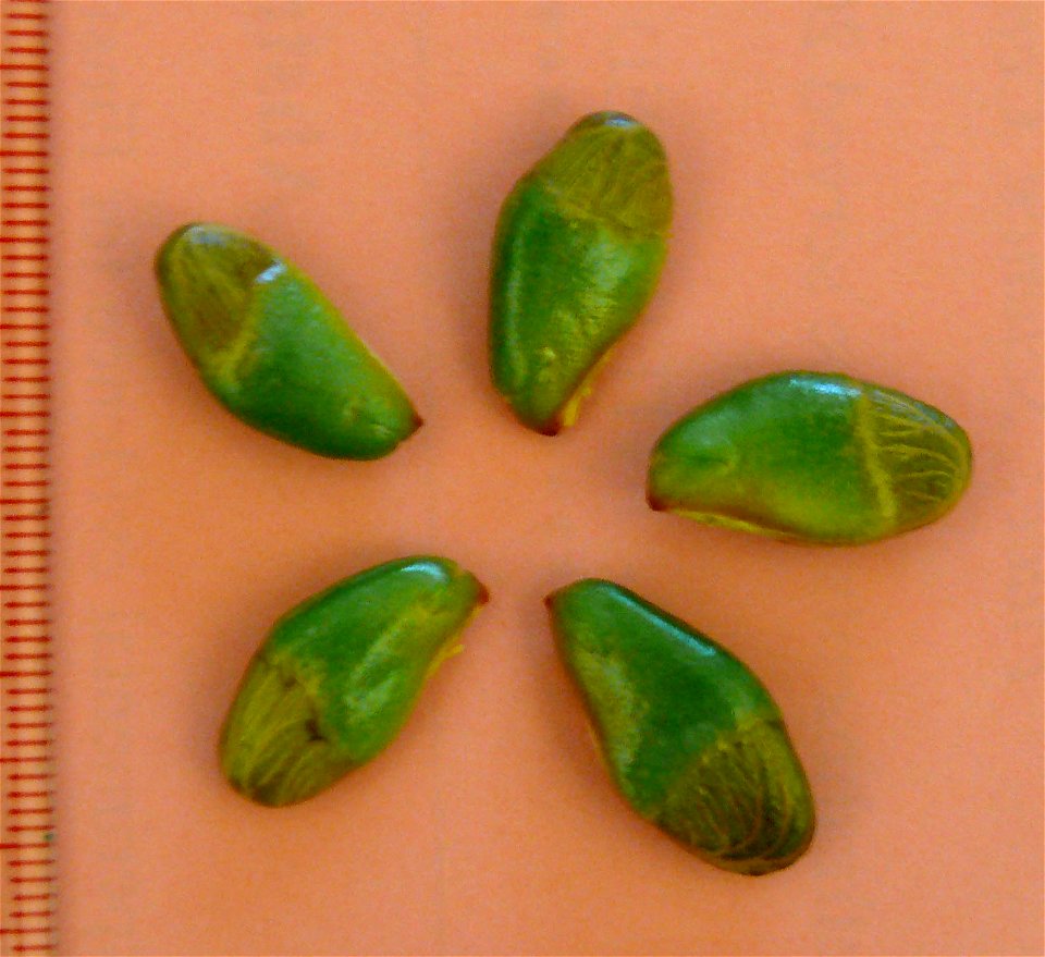 Seeds of Clausena lansium, photo taken in Hong Kong, plant grown in Hong Kong