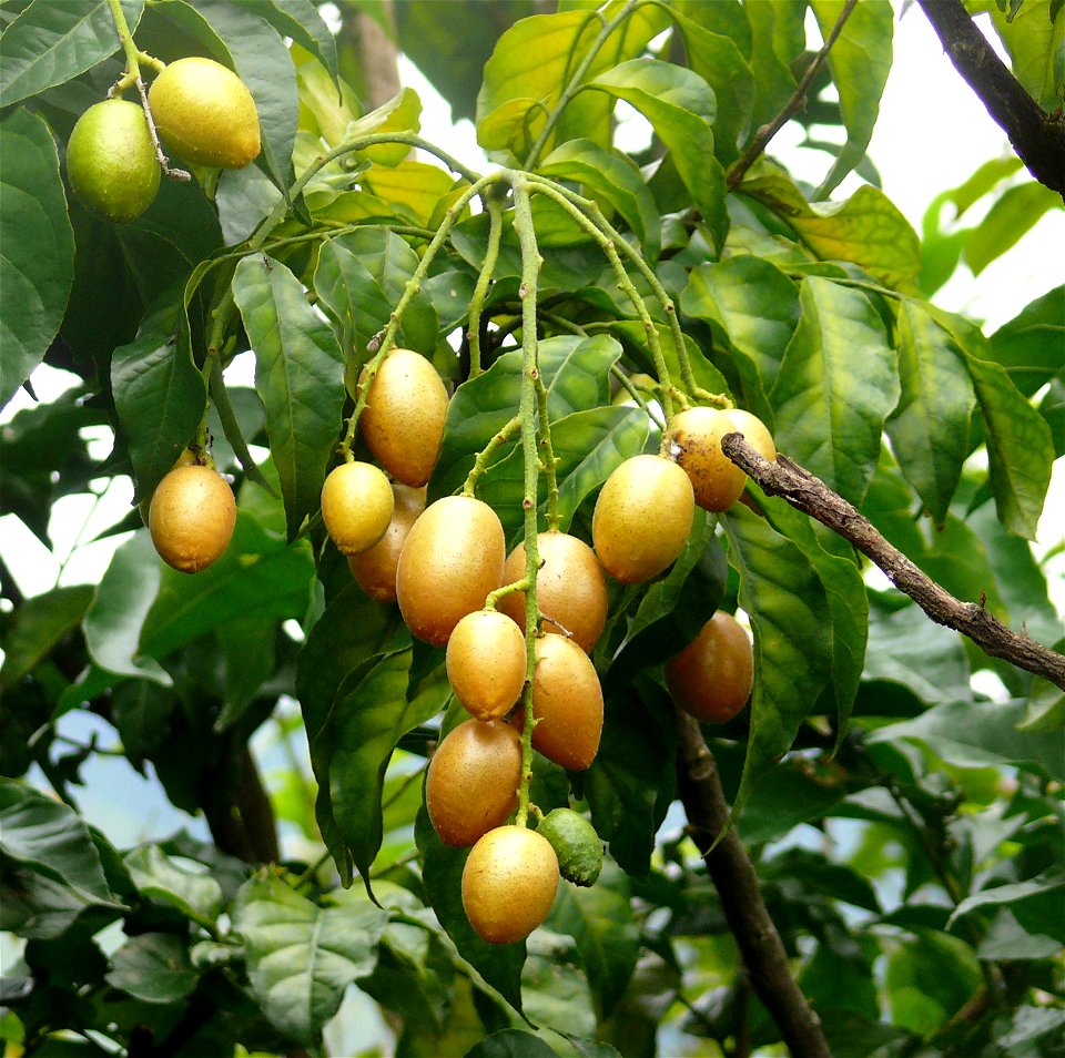 Clausena lansium in Hong Kong.