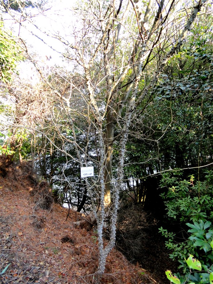Botanical specimen in the Miyajima Natural Botanical Garden, Hatsukaichi, Hiroshima, Japan.