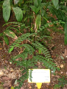 Zanthoxylum avicennae. Plant specimen in the Hong Kong Zoological and Botanical Gardens, Hong Kong.