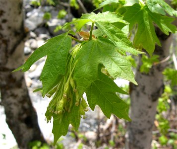 Acer grandidentatum, in flower along banks of Big Cottonwood Canyon, Salt Lake County, Utah.