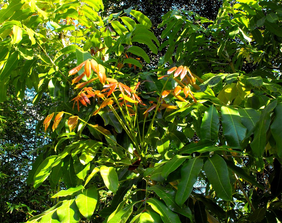Khaya nyasica at the San Diego Zoo, California, USA. Identified by sign.