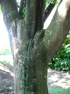 A picture of the trunk of Tetradium daniellii.