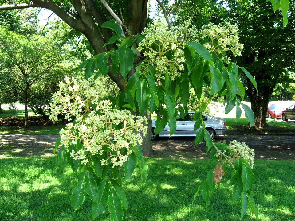 A picture of the leaves and flowers of Tetradium daniellii.