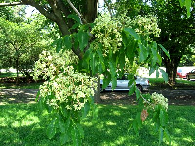 A picture of the leaves and flowers of Tetradium daniellii. photo