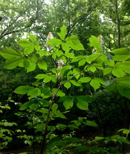 Aesculus parviflora, small trees in mesic forest, where Little Canoe Creek crosses Red Mountain. St. Clair County, Alabama. photo