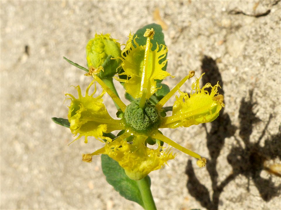 Flor de la ruda (Ruta chalepensis). Barrio de Moratalaz, Madrid, España.