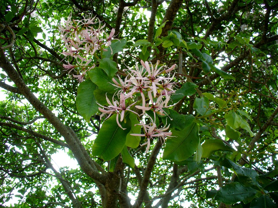 Kirstenbosch Gardens Cape Town