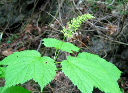 Acer spicatum flowers photo