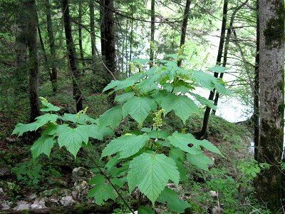 Acer spicatum near cave on Buck Creek, Pulaski County, Kentucky. photo