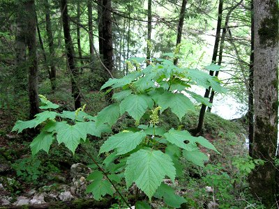 Acer spicatum near cave on Buck Creek, Pulaski County, Kentucky.