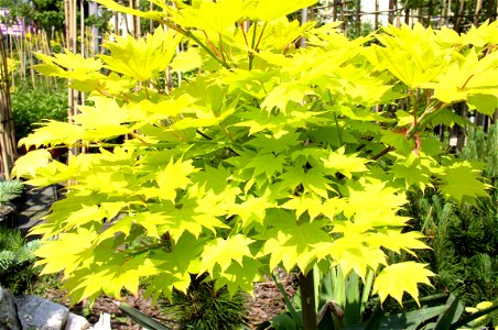 Klon shirasawy - Acer shirasawaanum 'Aureum' photo