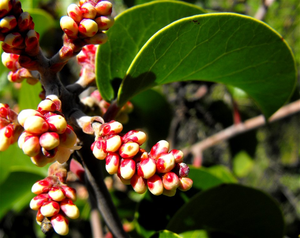 — Sugarbush; flower buds 
At Loveland Reservoir in California chaparral and woodlands habitat, near Alpine San Diego County, California.