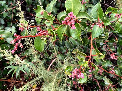 Photo of sugar bush uploaded from iNaturalist. photo