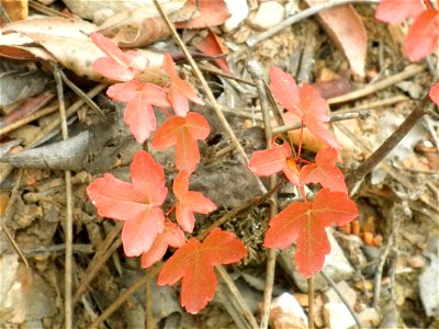 Acer monspessulanum leaves closeup, Sierra Madrona, Spain photo