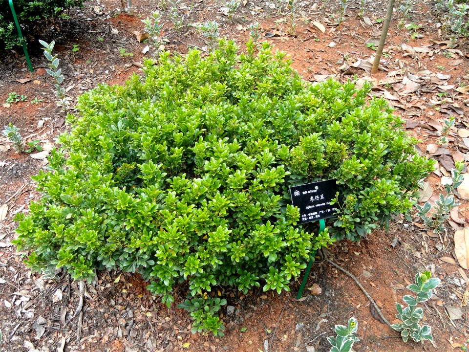 Plant specimen in the Kunming Botanical Garden, Kunming, Yunnan, China.