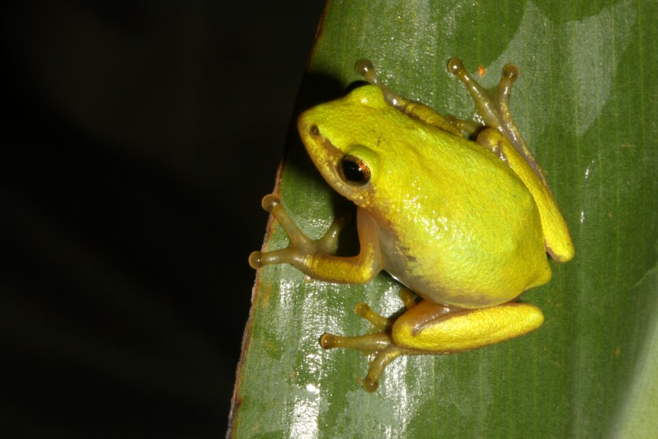 Hyperolid hyperolidae reed frog