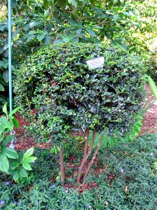 Triphasia trifolia - The Kampong, Coconut Grove, Florida, USA.