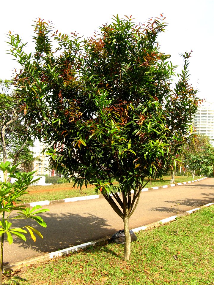 andiroba sao paulo