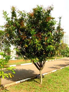andiroba sao paulo