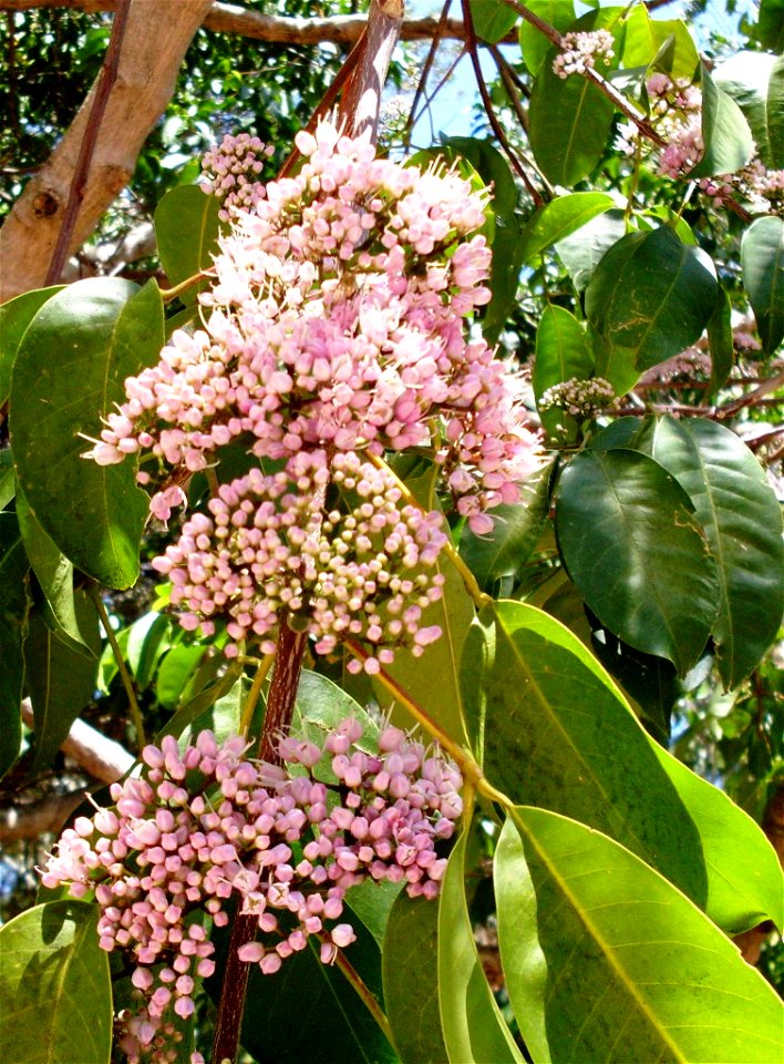 Melicope elleryana Pink_Flowered_Doughwood