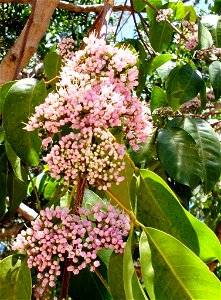 Melicope elleryana Pink_Flowered_Doughwood
