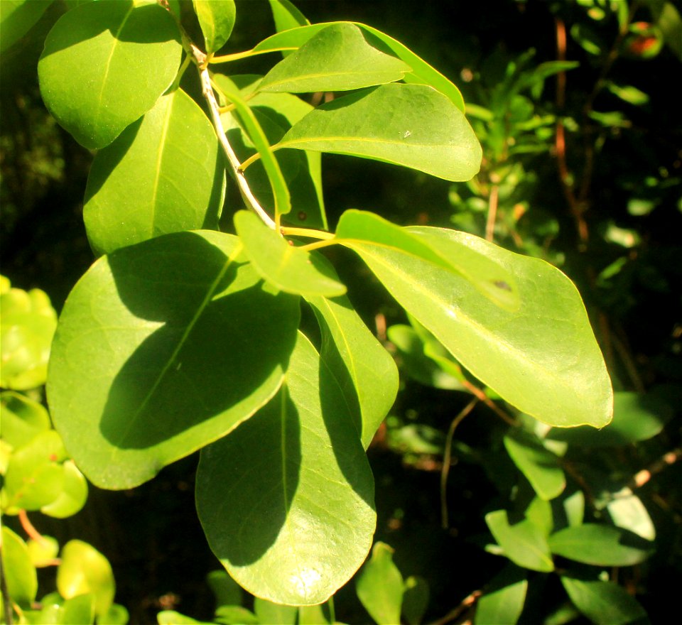  ; Flowers, trees, and other plant stuff
A toxic plant in the tropics. Metopium toxiferum. 
