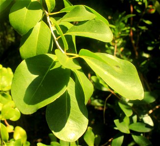 ; Flowers, trees, and other plant stuff A toxic plant in the tropics. Metopium toxiferum. photo