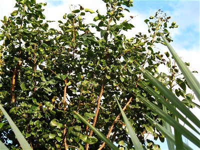 Metopium toxiferum in southern Florida
