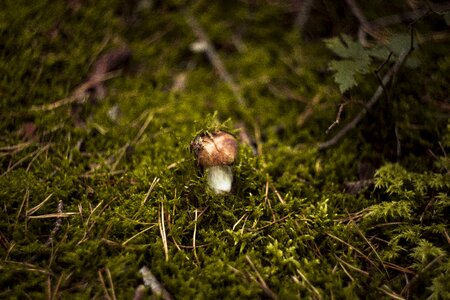 Autumn mushrooms red