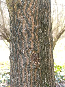 Acer truncatum - MTA Botanic Garden, Hungary