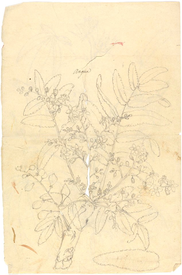 Angua (Boswellia papyrifera) title QS:P1476,en:"Angua (Boswellia papyrifera) "
label QS:Len,"Angua (Boswellia papyrifera) "