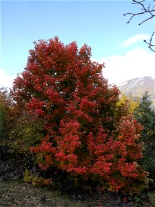 Acer opalus photographed in Camosciara (Parco nazionale d'Abruzzo, Central Italy). About 1300 m above sea level. Photo by Massimiliano Marcelli.
