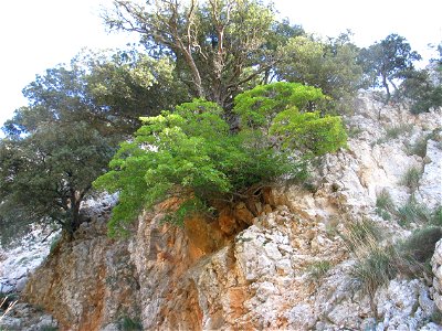 Acer granatense (syn. Acer opalus subsp. granatense) on the Tomir, Mallorca, Spain. 2006. photo